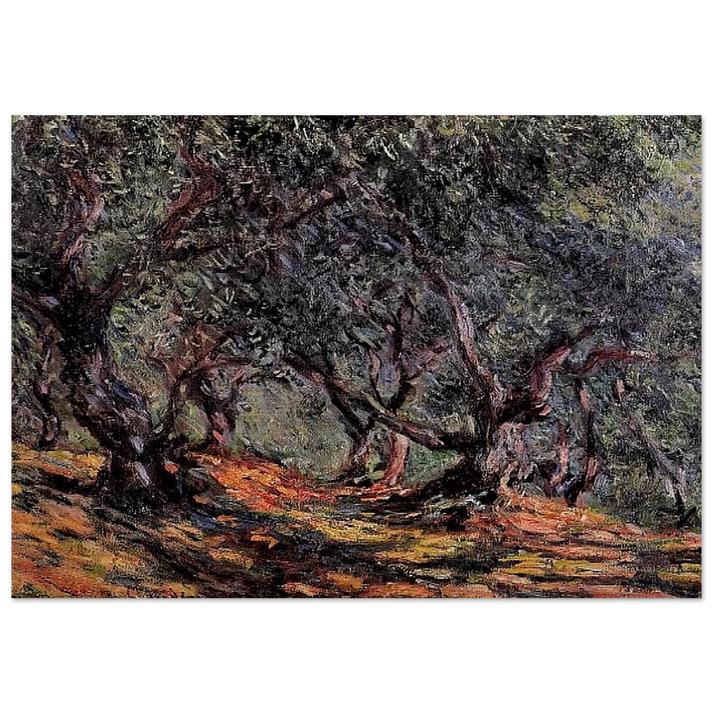 Olive Trees in Bordigher - claude monet Brushed Aluminum Print - 70x100 cm / 28x40 inches | claude monet Aluminum Print | claude monet Prints