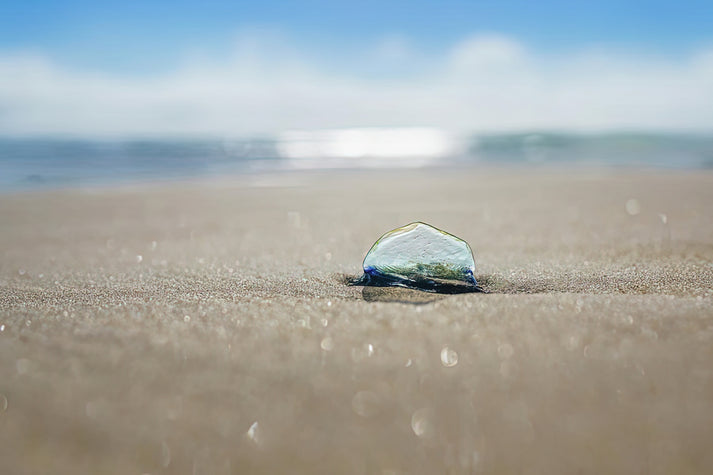 Blue Sail Jellyfish Art Print | Fine Art Print | RedKalion