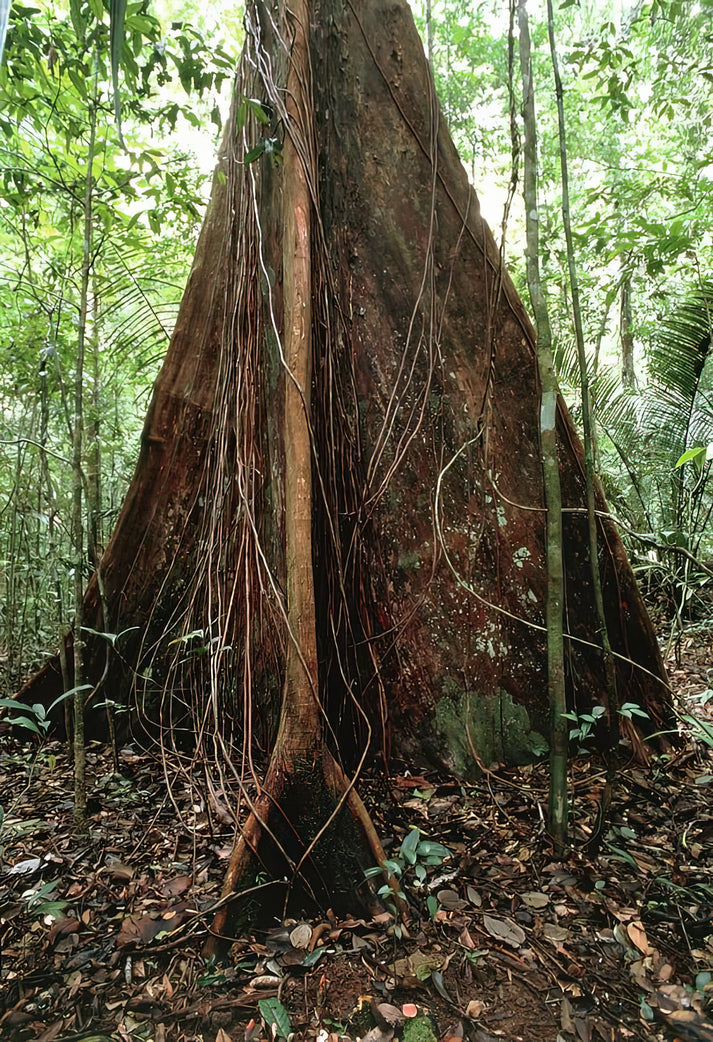 Buttress Roots Art Print | Premium Fine Art Print | RedKalion