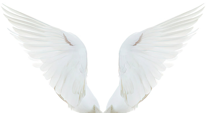 On the Wings of a Snow White Dove Art Print | RedKalion