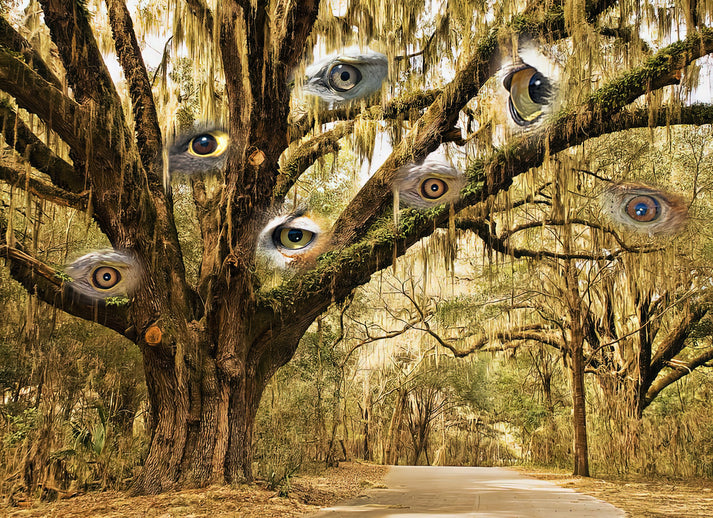 The Forest Has Eyes Art Print | RedKalion
