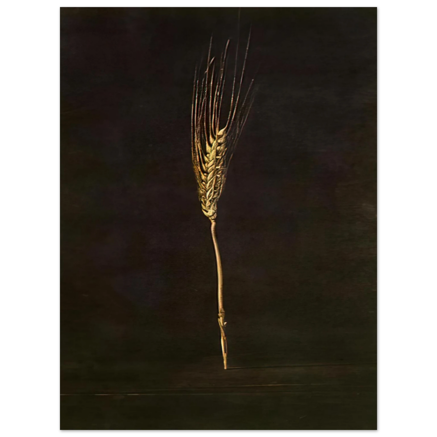 Salvador Dali - WHEAT EAR 75x100 cm / 30x40inches Fine Art Poster