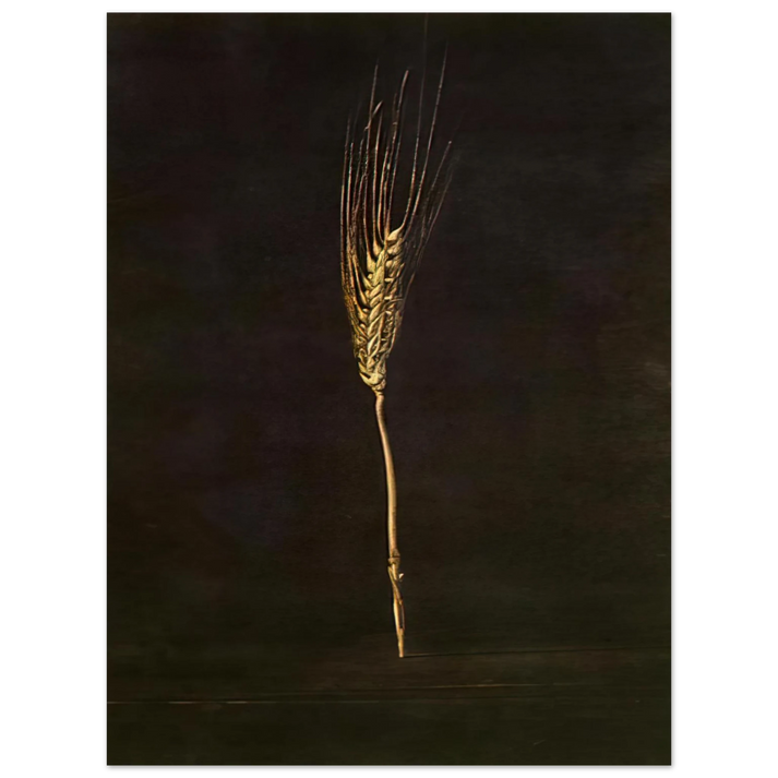 Salvador Dali - WHEAT EAR 75x100 cm / 30x40inches Fine Art Poster