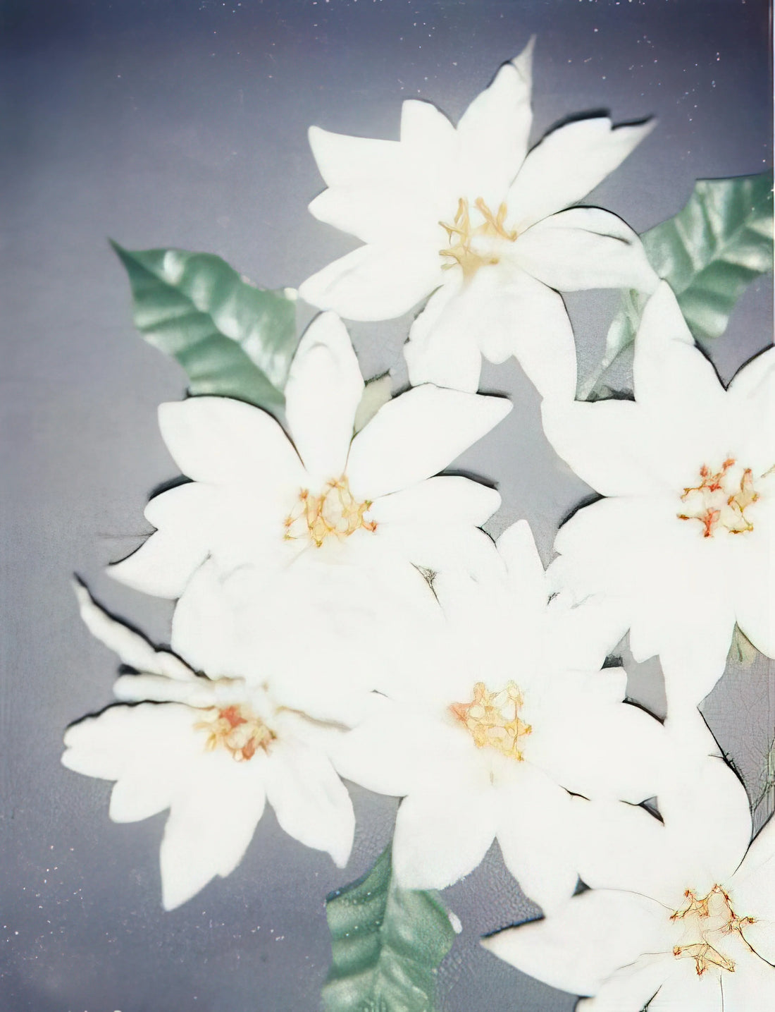 Andy Warhol's Coca-Cola Poster: Pop Art Iconography and Cultural Legacy - Christmas Poinsettias-White by Andy Warhol