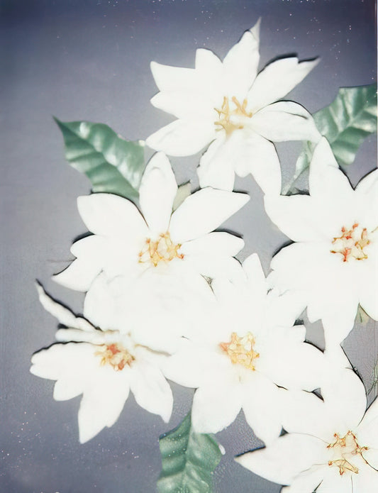Elvis Presley Andy Warhol Print: The Iconic Pop Art Portrait - Christmas Poinsettias-White by Andy Warhol
