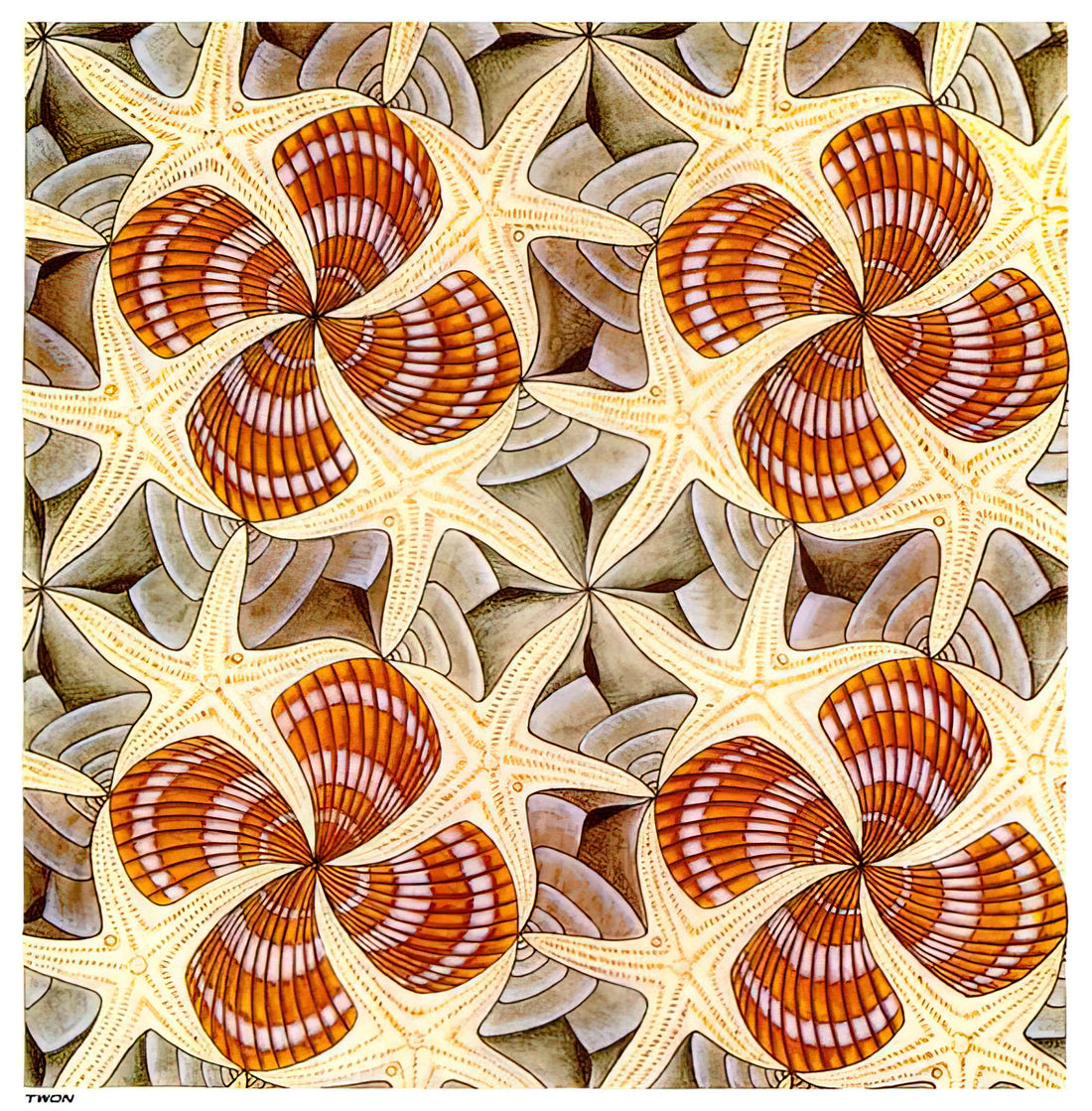Escher Lithographs for Sale: A Collector's Guide to Acquiring Museum-Quality Prints - SHELLS AND STARFISH by MC Escher