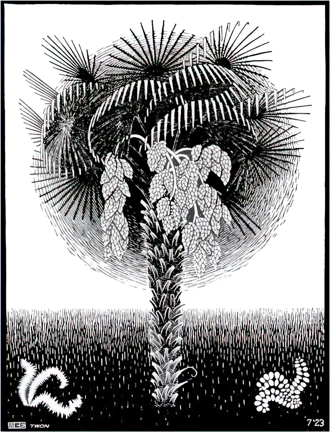 M.C. Escher Reproductions: A Collector's Guide to Museum-Quality Prints - PALM TREE by MC Escher