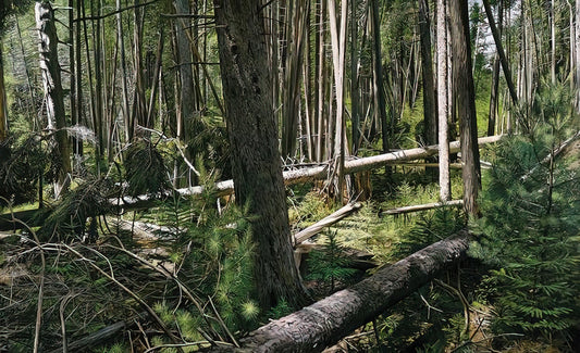 Richard Estes D Train Poster: The Photorealist Masterpiece That Captured Urban America - NEAR HUNTERS BEACH ACADIA NATIONAL PARK 2008 by Richard Estes