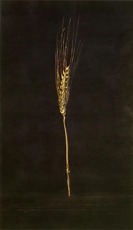 Salvador Dalí Poster Art: A Surrealist Icon in Print - WHEAT EAR by Salvador Dali