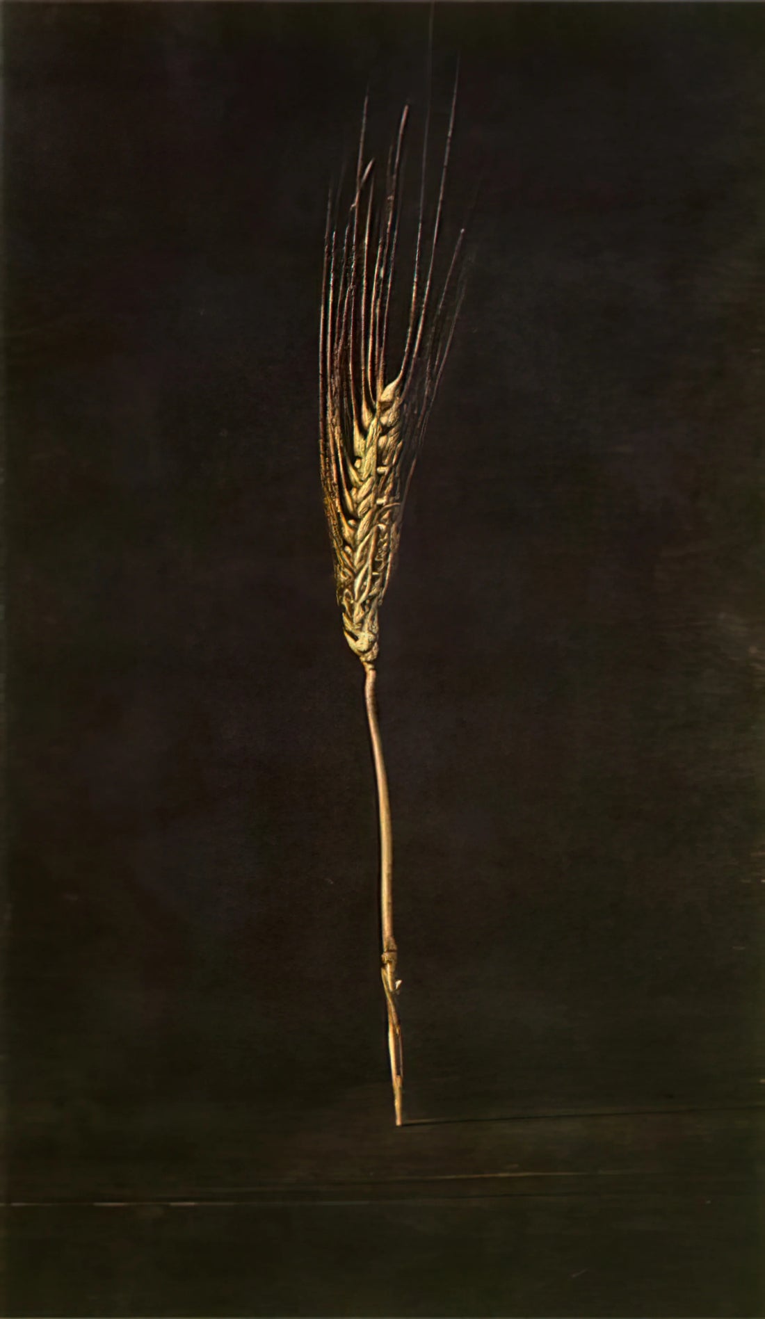 Salvador Dalí Poster: A Gateway to Surrealist Mastery and Iconic Art - WHEAT EAR by Salvador Dali