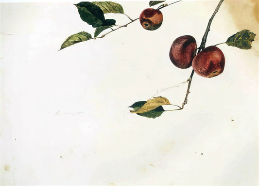 Unpacking the Enduring Appeal of Andrew Wyeth's Art Style - APPLES ON A BOUGH STUDY BEFORE PICKING by Andrew Wyeth