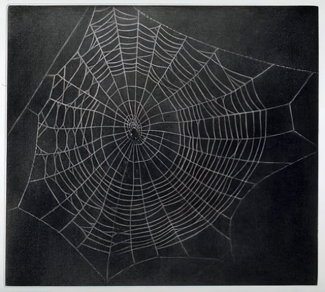 Vija Celmins at Tate: A Deep Dive into the Artist's Photorealistic Universe - UNTITLED SPIDER WEB 2000 by Vija Celmins