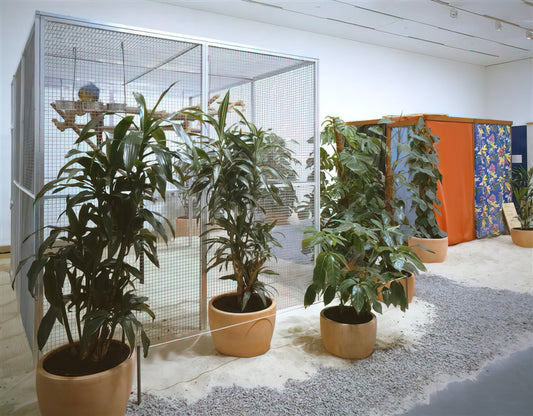Was macht Hélio Oiticicas Kunstwerke so besonders?