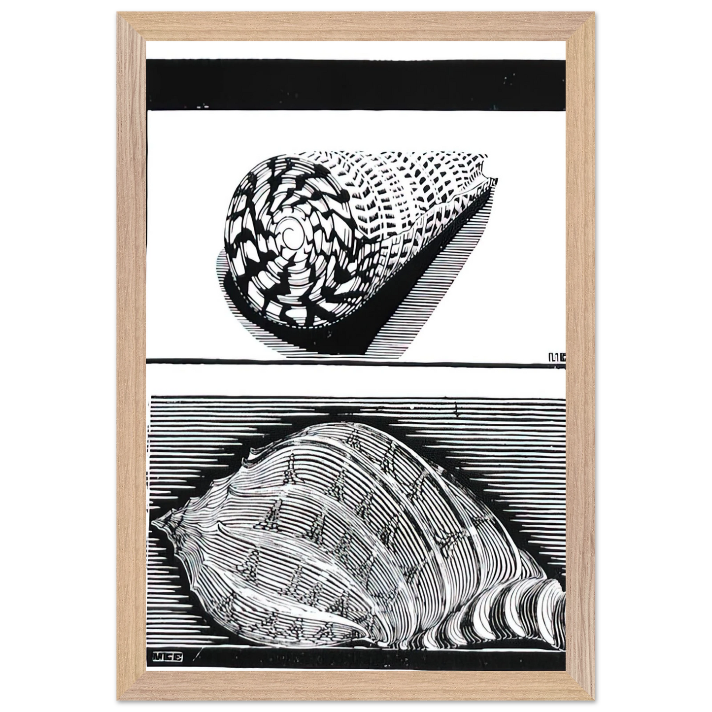 MC Escher - SEA SHELLS Wall Art - 60x80 cm / 24x32 inches - Fine Art Poster - -