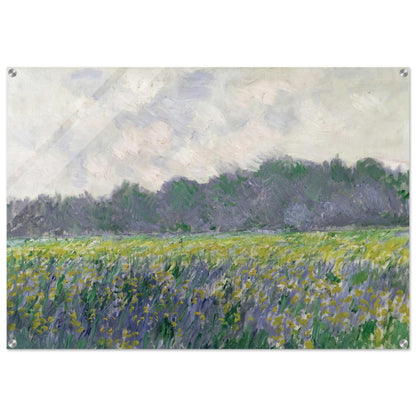 Field of Yellow Irises at Giverny - claude monet Acrylic Print - 70x100 cm / 28x40″ inches