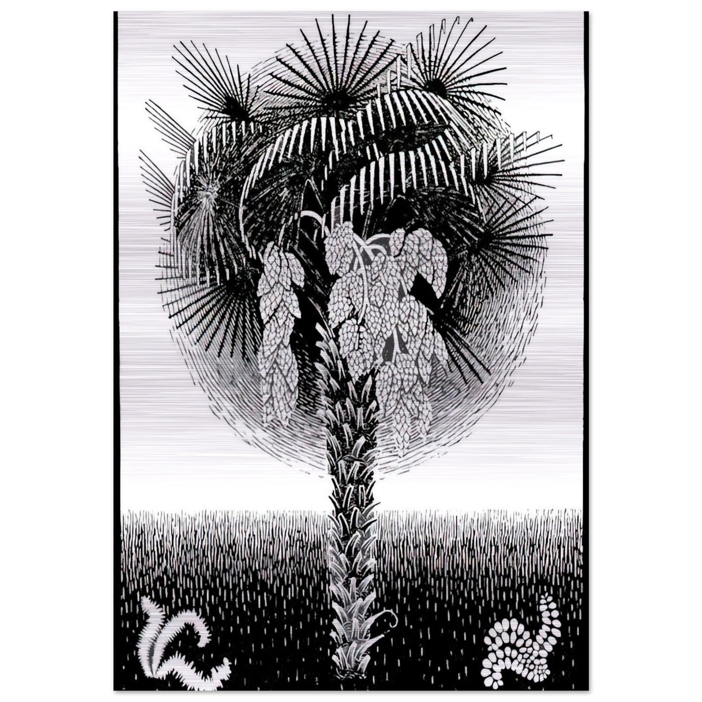 PALM TREE - MC Escher Brushed Aluminum Print - 70x100 cm / 28x40 inches | MC Escher Aluminum Print | MC Escher Prints