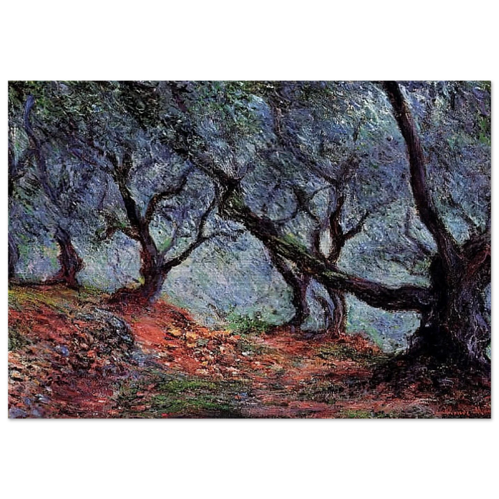 Grove of Olive Trees in Bordighera - claude monet Brushed Aluminum Print - 70x100 cm / 28x40 inches | claude monet Aluminum Print | claude monet Prints
