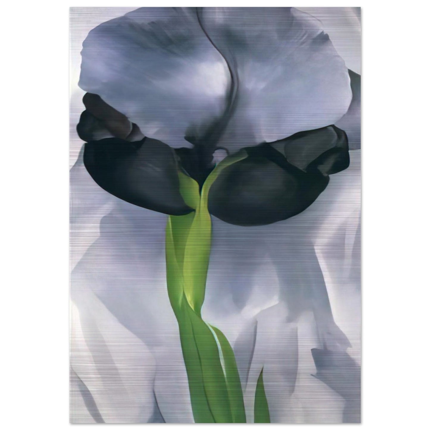 Iris 7 - Georgia O'Keeffe Brushed Aluminum Print - 70x100 cm / 28x40 inches | Georgia O'Keeffe Aluminum Print | Georgia O'Keeffe Prints