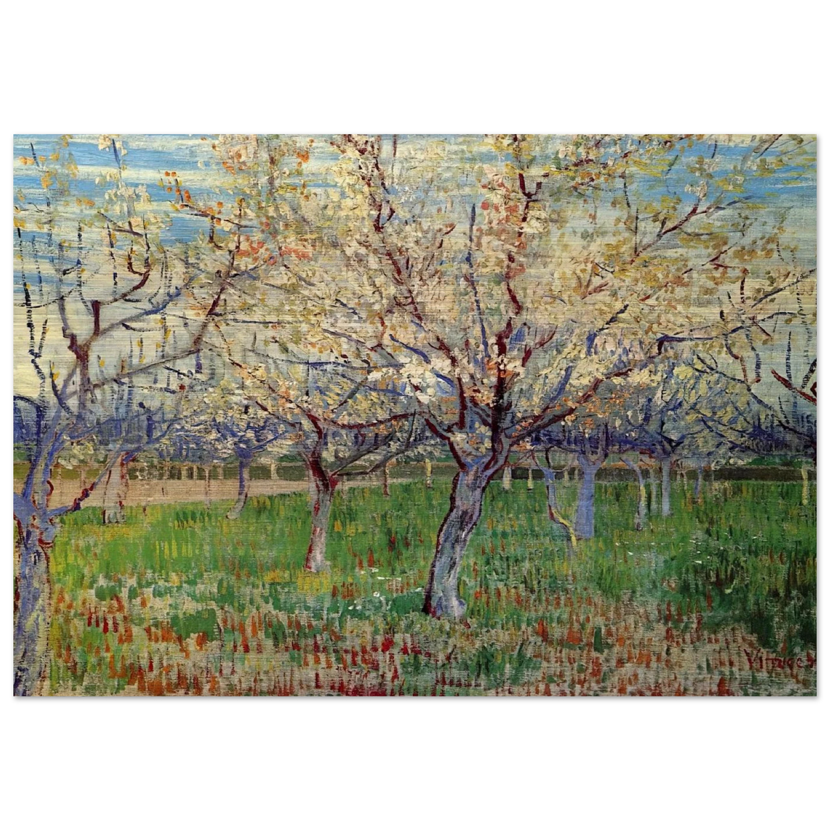 Orchard with Blossoming Apricot Trees - Vincent van Gogh Brushed Aluminum Print - 70x100 cm / 28x40 inches | Vincent van Gogh Aluminum Print | Vincent van Gogh Prints