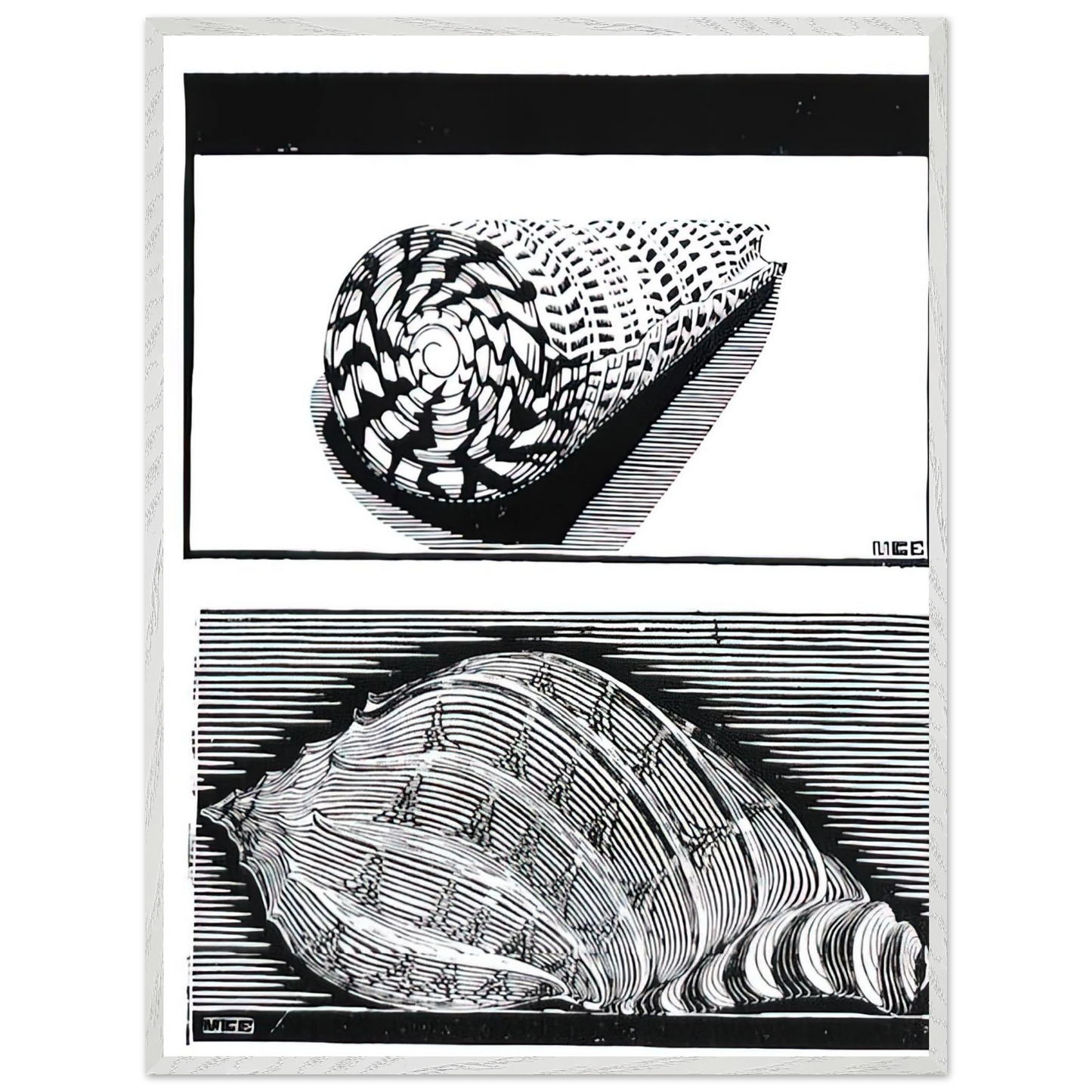 MC Escher - SEA SHELLS Wall Art - 30x40 cm / 12x16 inches - Fine Art Poster - -