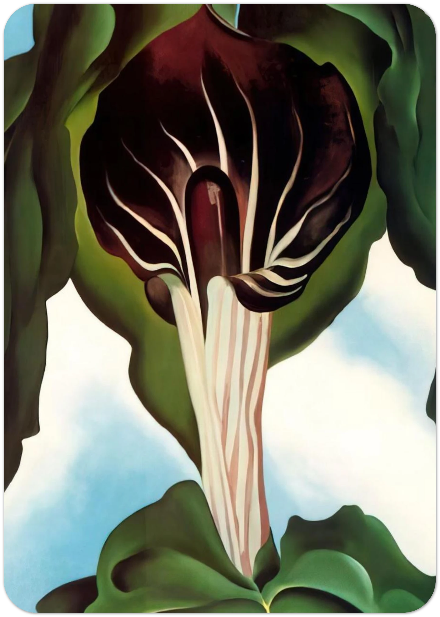 Jack-in-the-Pulpit III By Georgia O'Keeffe Pack of 10 Post Cards | Georgia O'Keeffe Post Cards | A6 (10.5 x 14.8 cm) - 4.1 x 5.8 inches