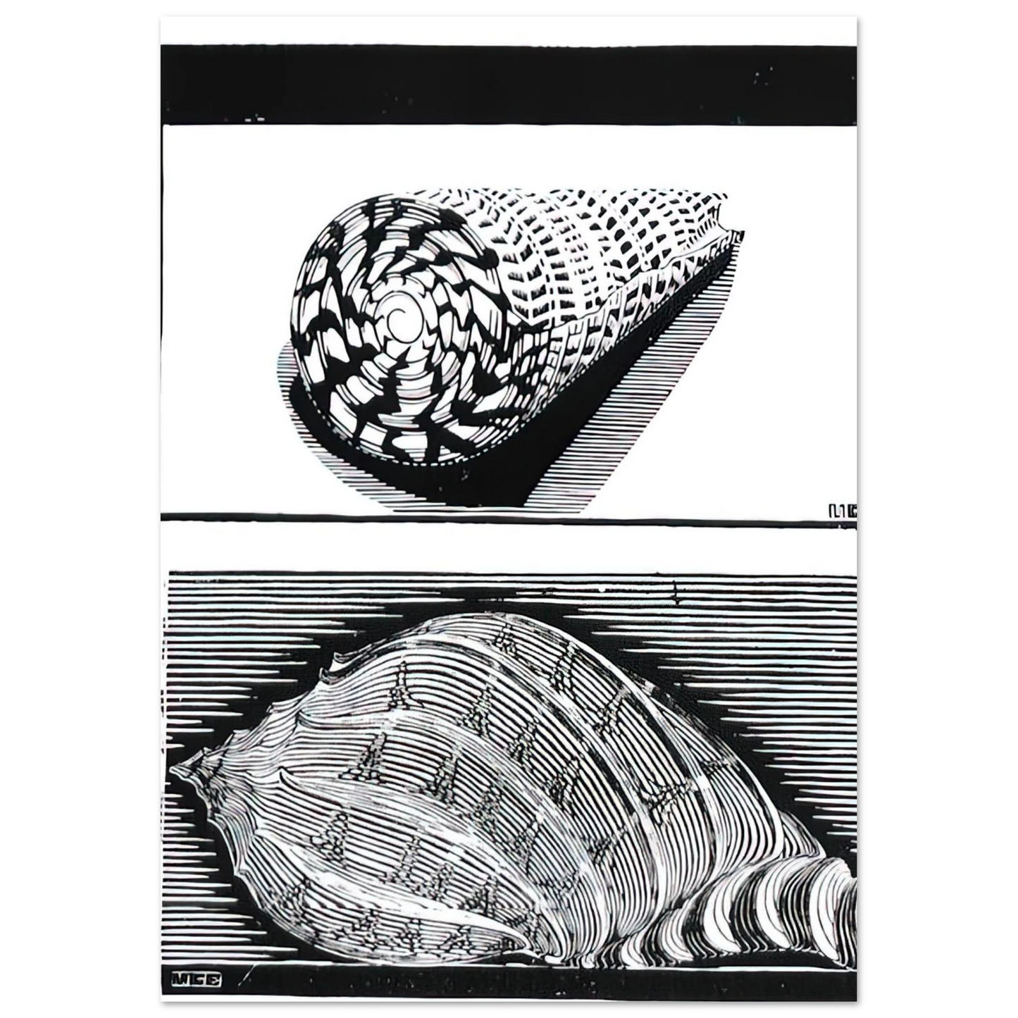 MC Escher - SEA SHELLS Wall Art - 30x40 cm / 12x16 inches - Premium Wooden Framed Poster With Fine Art Paper - White frame