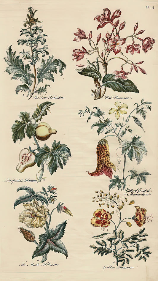 Antique Botanical Print - Sir John Hill, Eden | Fine Art Print | RedKalion