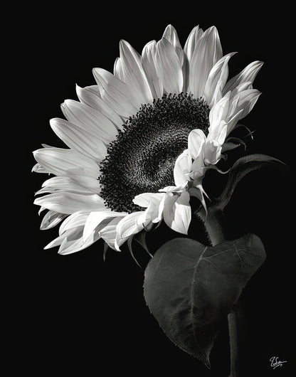 Black and White Sunflower Art Print | RedKalion