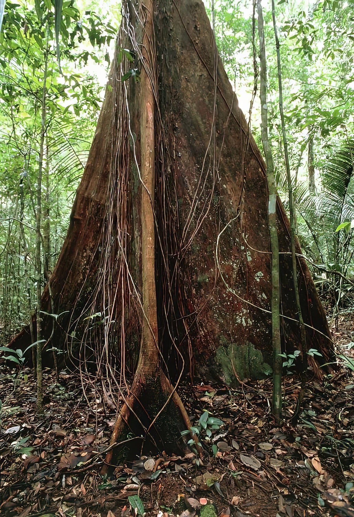 Buttress Roots Art Print | Premium Fine Art Print | RedKalion