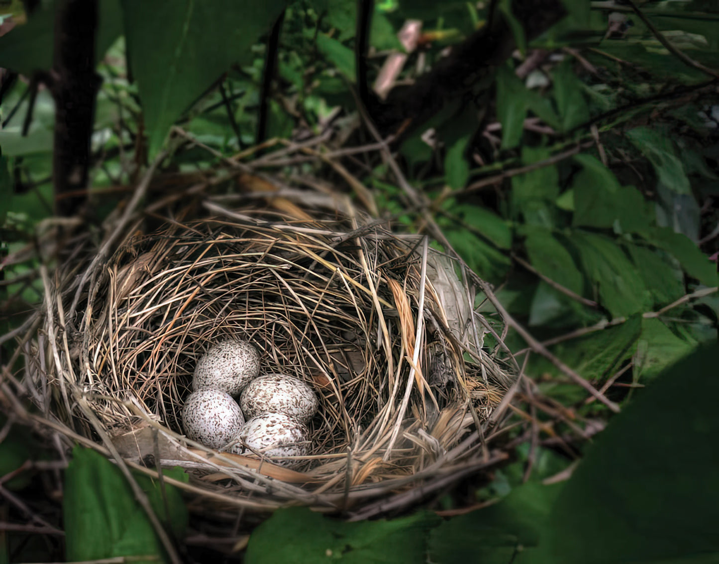 Cardinal Eggs Art Print: Northern Cardinal Nest with Eggs | RedKalion