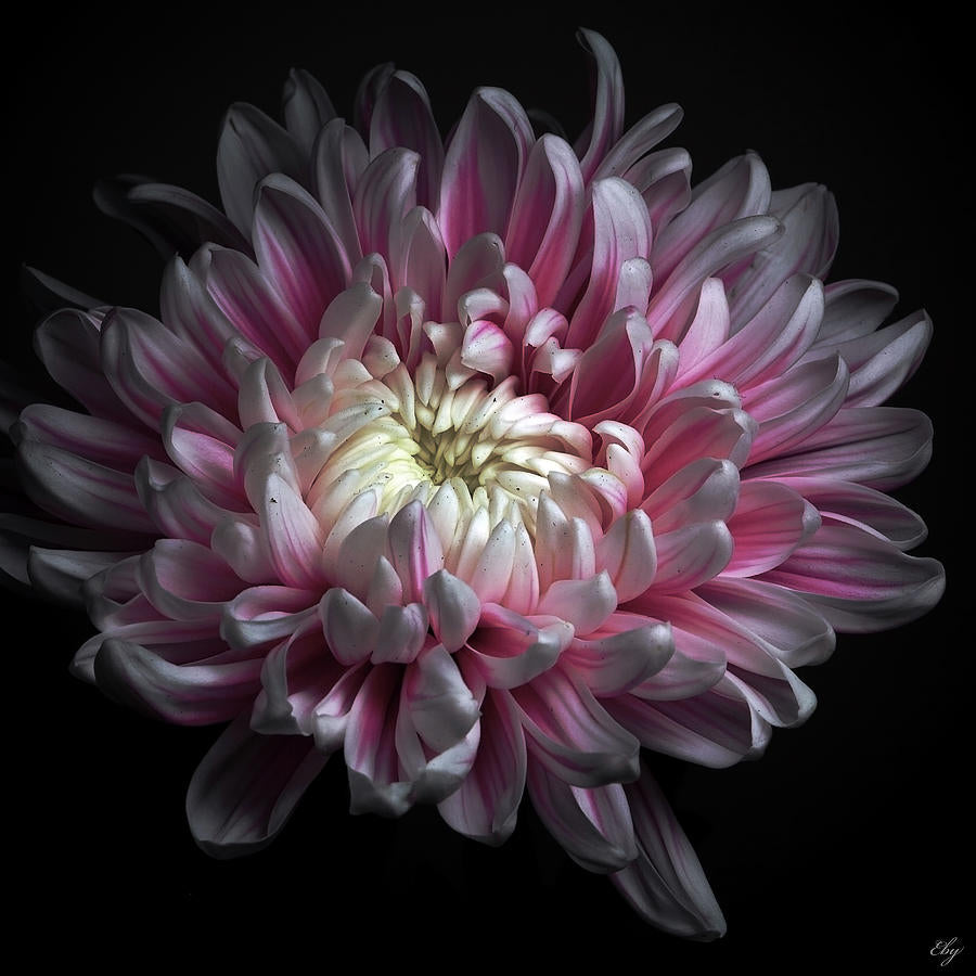 Dhalia Art Print | Museum-Quality Fine Art Print | RedKalion