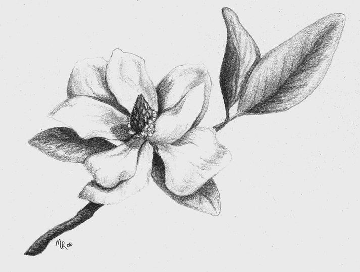 Drawings of Magnolias: Fine Art Print | RedKalion