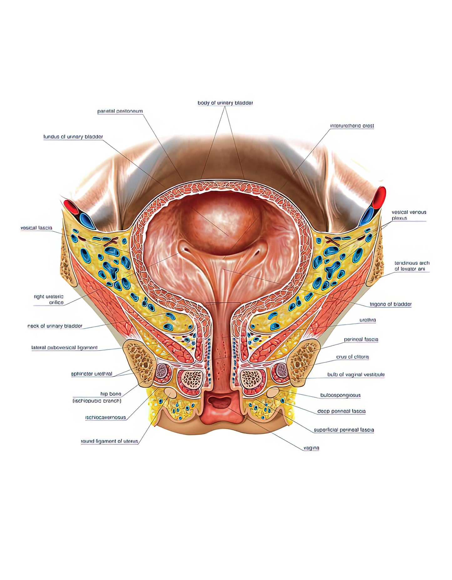 Female Urethra Photography Art Print | Museum-Quality Anatomy | RedKalion