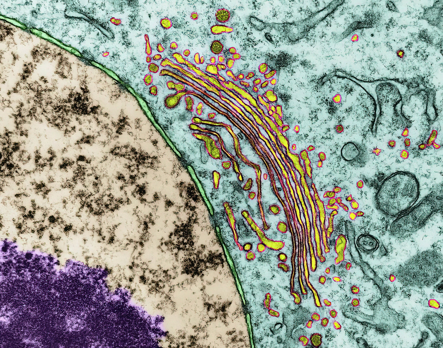 Golgi Apparatus And Nucleus #1 Art Print | Scientific Photo | RedKalion