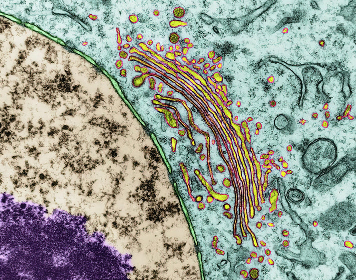 Golgi Apparatus And Nucleus #1 Art Print | Scientific Photo | RedKalion