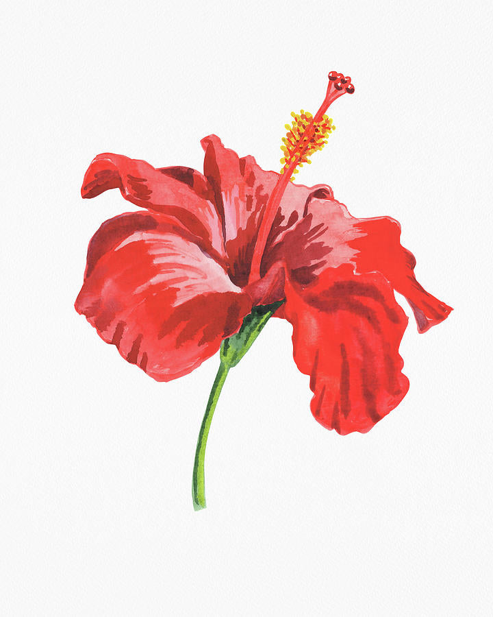 Hibiscus Watercolor Art Print | Fine Art Print | RedKalion