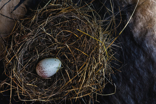 Junco Eggs Art Print | Premium Fine Art Print | RedKalion