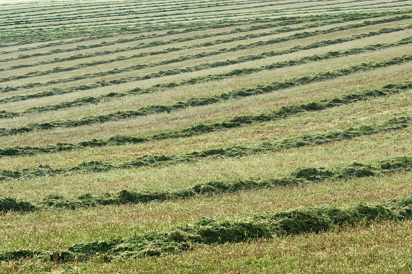 Wind Rows Art Print: Fine Art Print of Agricultural Landscapes | RedKalion