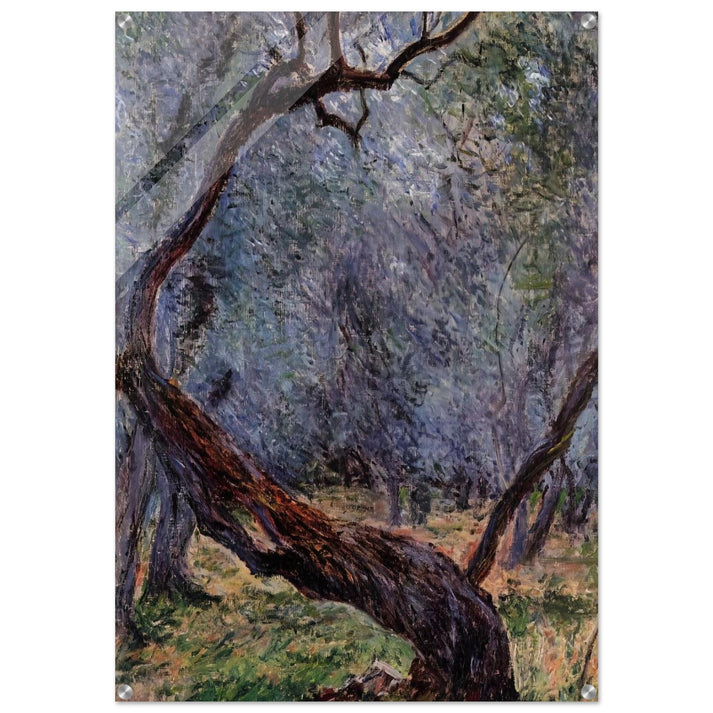 Olive Trees Study - claude monet Acrylic Print - 70x100 cm / 28x40″ inches