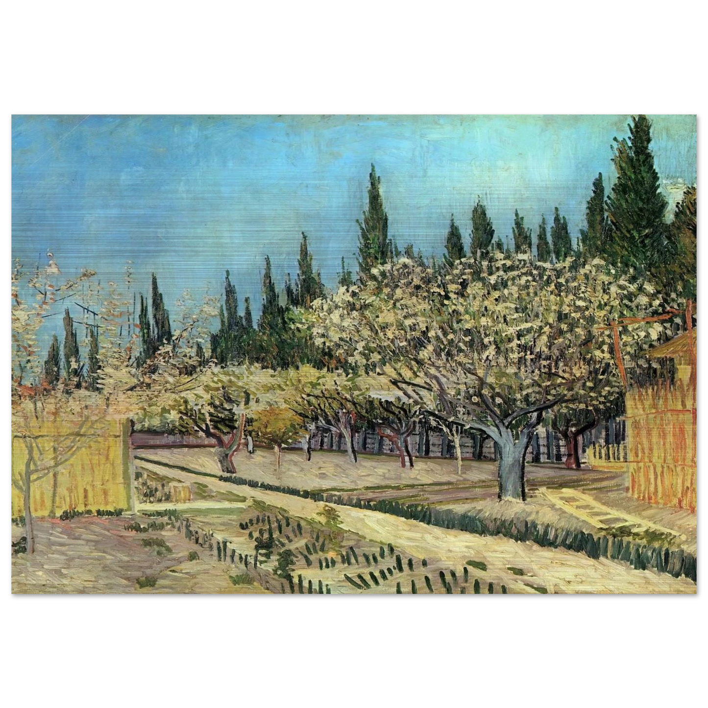 Orchard in Blossom, Bordered by Cypresses - Vincent van Gogh Brushed Aluminum Print - 70x100 cm / 28x40 inches | Vincent van Gogh Aluminum Print | Vincent van Gogh Prints