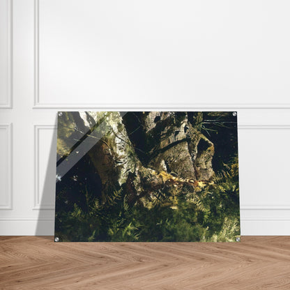 VIRGIN BIRCH 1982 - Andrew Wyeth Acrylic Print - 70x100 cm / 28x40″ inches