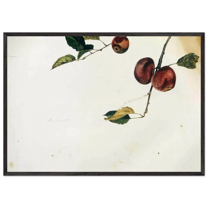 APPLES ON A BOUGH STUDY BEFORE PICKING - Andrew Wyeth 70x100 cm / 28x40 inches Framed Art Print – Black Wooden Frame